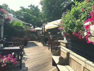 a close up of a flower garden